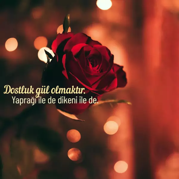 en sevilen sozler kisa sevilen sozler 2022 sevilen soz dostluk gul 1